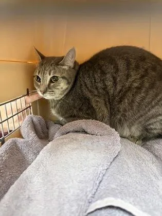 An adult medium-sized female Domestic Short Hair cat named Tootsie for adoption in Lowell, MA