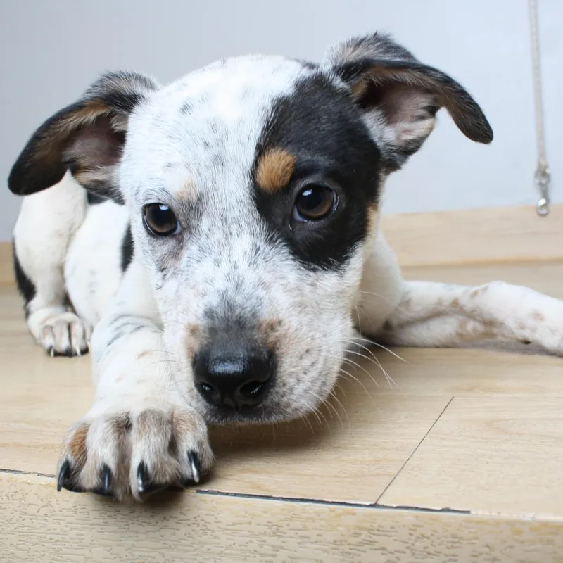A baby medium-sized male White / Cream Australian Cattle Dog / Blue Heeler dog named Zing Zing Zingbah D for adoption in Minnetonka, MN