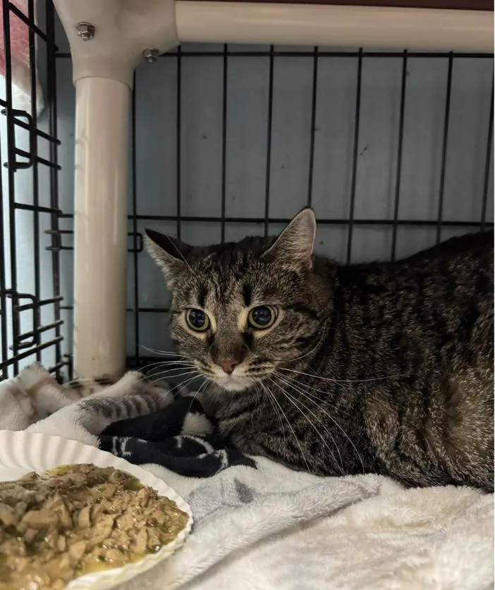 An adult medium-sized female Domestic Short Hair cat named Charlie for adoption in Chicago, IL