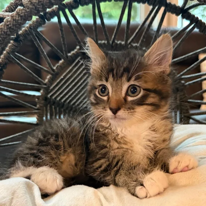 A baby small-sized male Brown / Chocolate Domestic Long Hair cat named Douglas for adoption in Flower Mound, TX