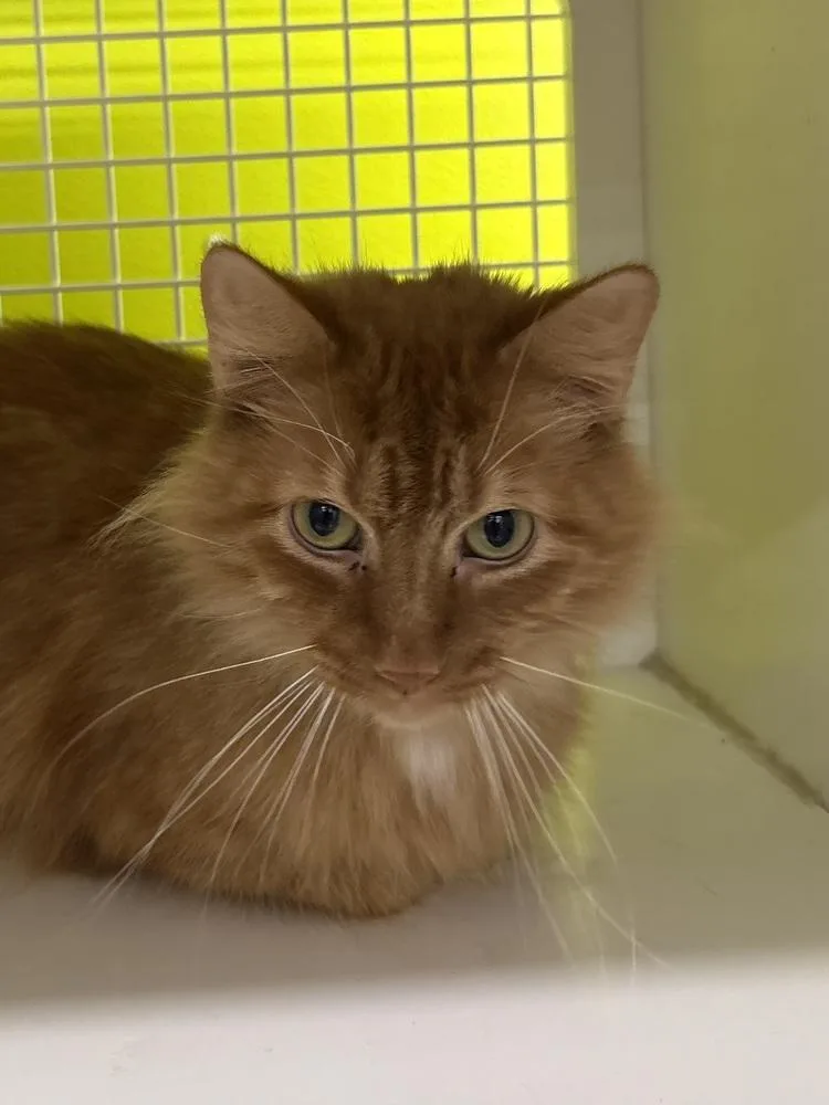An adult medium-sized male Domestic Medium Hair cat named Pumpkin for adoption in Dallas, TX
