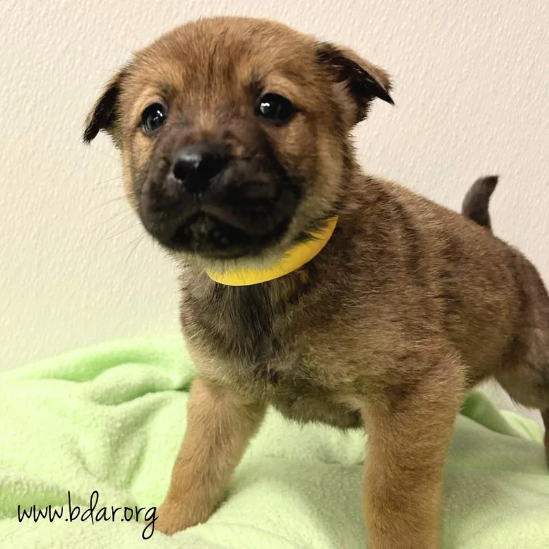 A baby medium-sized male Brown / Chocolate Mixed Breed dog named Zander for adoption in Cheyenne, WY