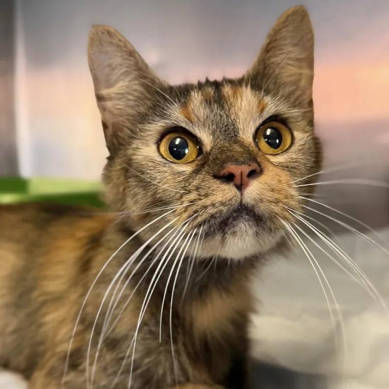 An adult medium-sized female Domestic Medium Hair cat named Marmalade for adoption in Columbus, OH