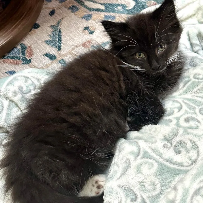 A baby small-sized female Black Domestic Medium Hair cat named Scootin' for adoption in Binghamton, NY