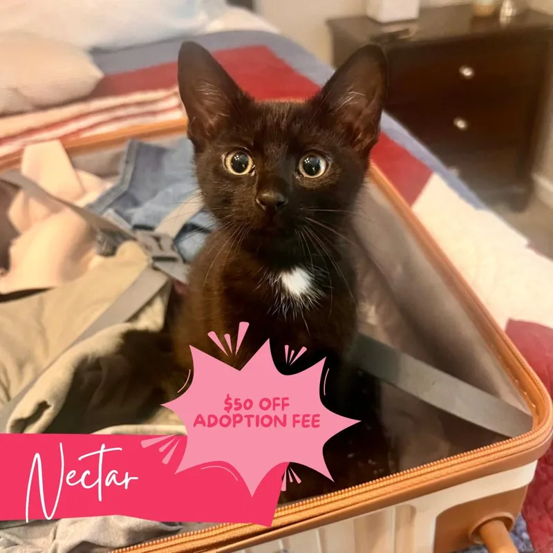 A baby medium-sized female Black & White / Tuxedo Domestic Short Hair cat named Nectar for adoption in Chattanooga, TN