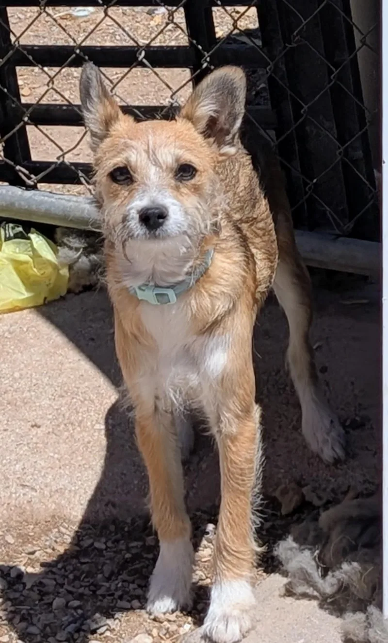 A young small-sized male Terrier dog named Radar for adoption in Saint David, AZ