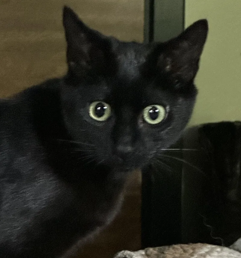 A baby small-sized male Black Domestic Short Hair cat named Boyd for adoption in Silverton, OR