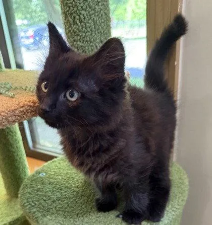 A young small-sized male Black Domestic Medium Hair cat named Bobolink for adoption in Midland, VA