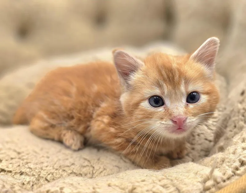 A baby small-sized male Tabby (Orange / Red) Domestic Short Hair cat named Chester for adoption in Vancouver, WA