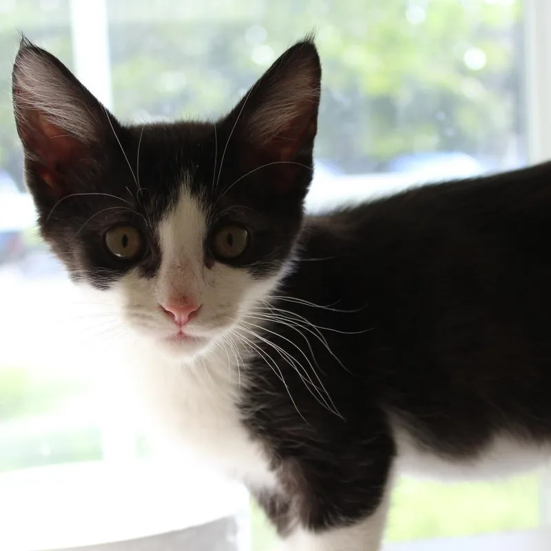 A baby small-sized male Black Domestic Medium Hair cat named Joey for adoption in Gloucester, VA