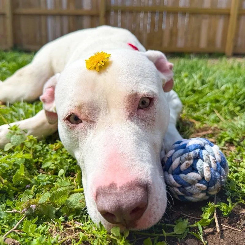 Polar Pop thumbnail 2