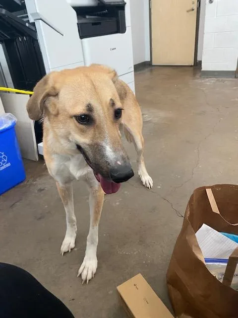 A young large-sized female Mixed Breed dog named Zesty for adoption in Dallas, TX