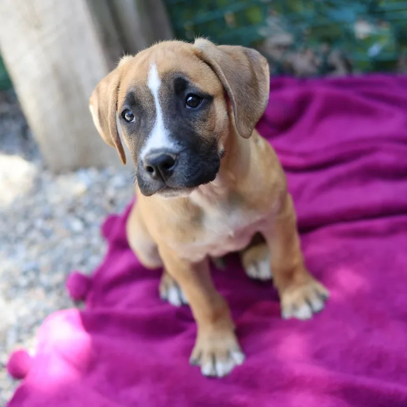 Archie