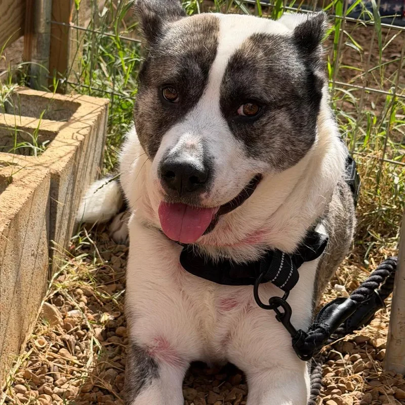 An adult large-sized female Husky dog named Janie for adoption in Duck River, TN