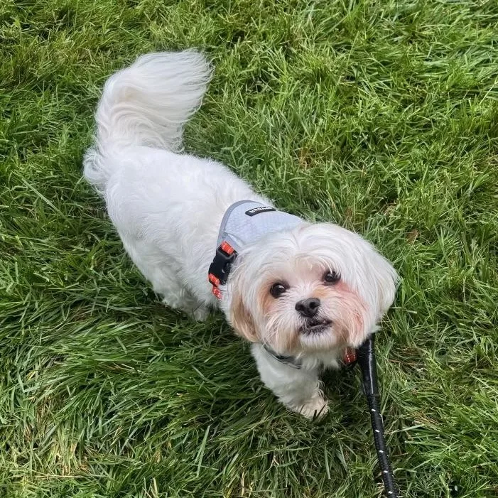 An adult small-sized male White / Cream Shih poo dog named Nugget for adoption in Richmond, VA