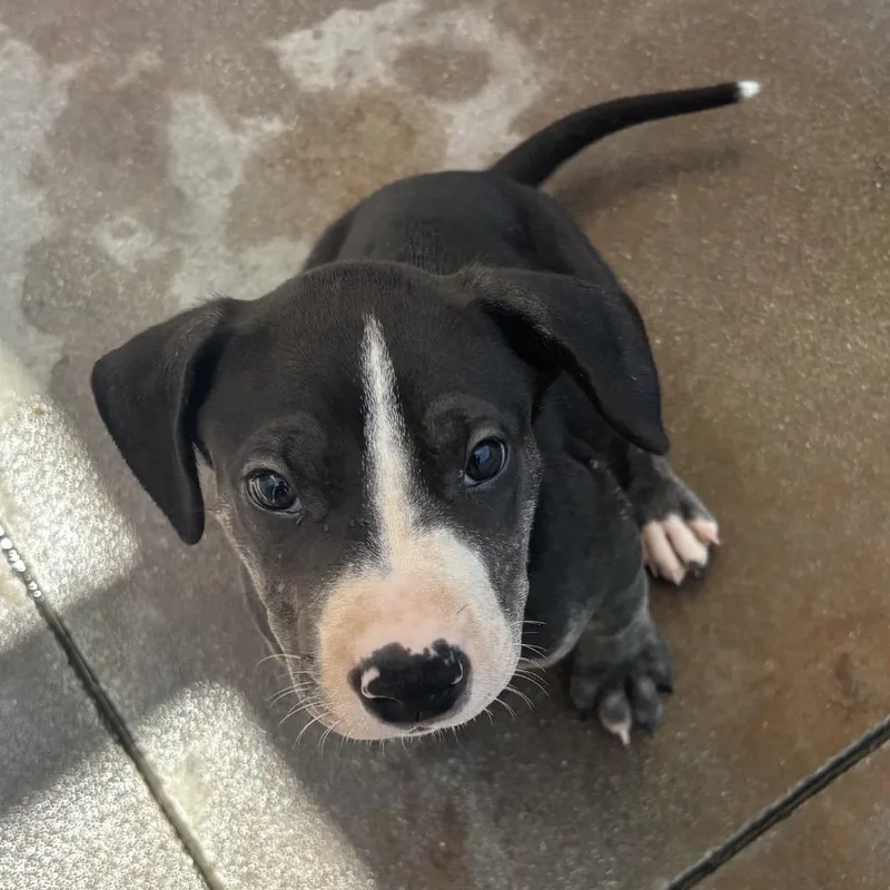 A baby small-sized male Black Terrier dog named Draco for adoption in Palm Springs, CA