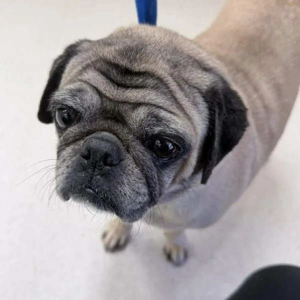 An adult small-sized female Yellow / Tan / Blond / Fawn Pug dog named Maggie for adoption in Alvin, TX