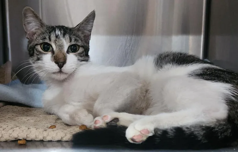 A young small-sized male Domestic Short Hair cat named Smith for adoption in Cottonwood, AZ