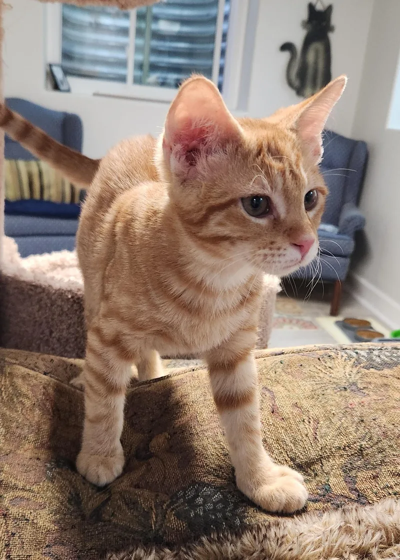 A baby small-sized male Tabby (Orange / Red) Domestic Short Hair cat named Ernie Haseman for adoption in Morrison, CO