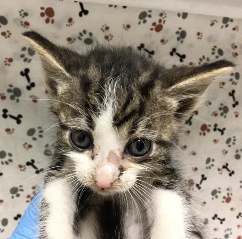 A baby small-sized male Domestic Short Hair cat named Meatball for adoption in Riverside, CA