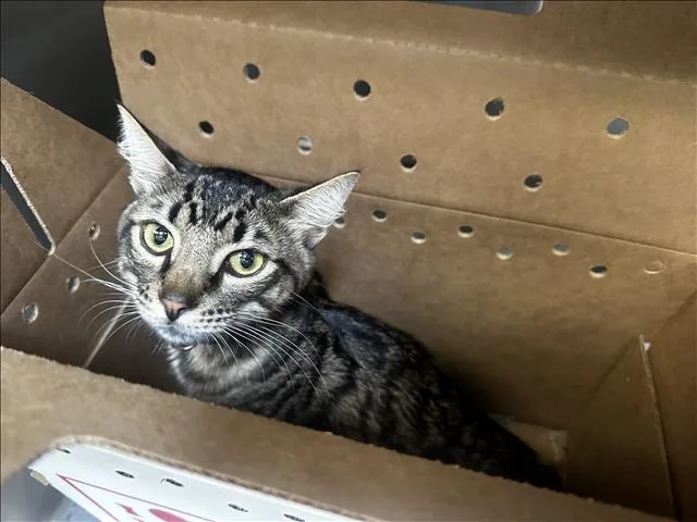 A baby large-sized male Domestic Long Hair cat named Whiskies for adoption in Los Angeles, CA