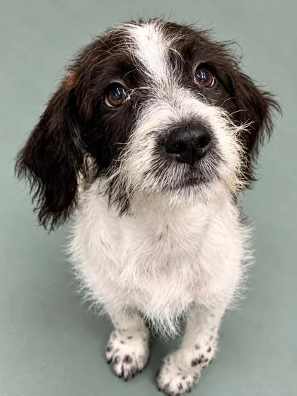 A baby small-sized male Mixed Breed dog named Osprey for adoption in New Orleans, LA