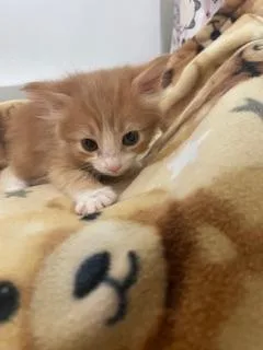 A baby small-sized female Orange & White Domestic Short Hair cat named Buffy for adoption in Parlier, CA