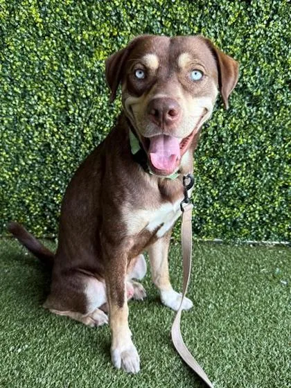 An adult large-sized male Mixed Breed dog named Dale for adoption in Largo, FL