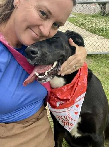 An adult large-sized female Black Labrador Retriever dog named Abby for adoption in Killingworth, CT
