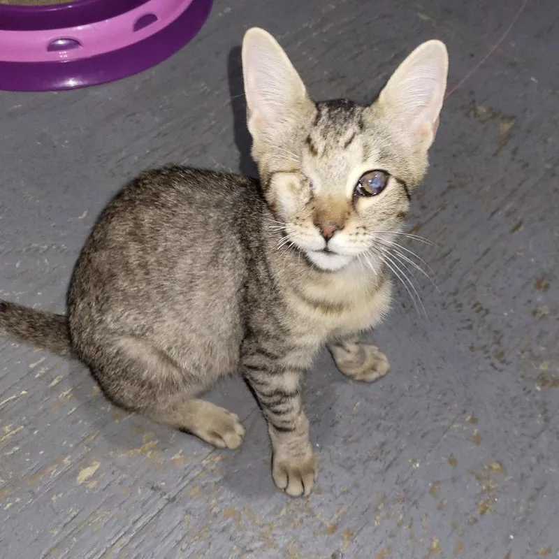 A young medium-sized male Domestic Short Hair cat named Pirate for adoption in Tampa, FL