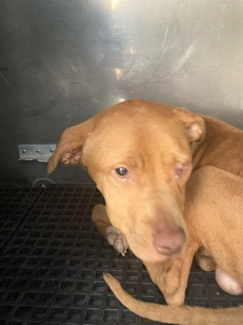An adult large-sized male Mixed Breed dog named Cookie for adoption in Dallas, TX