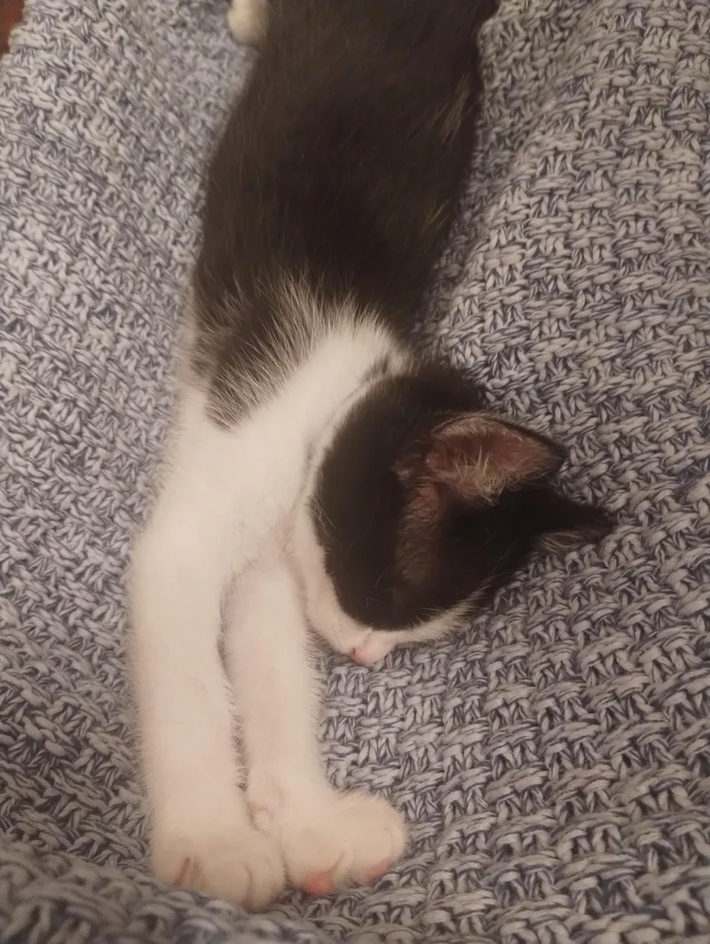 A baby small-sized male Black & White / Tuxedo Domestic Short Hair cat named Blanc for adoption in Bryan, TX