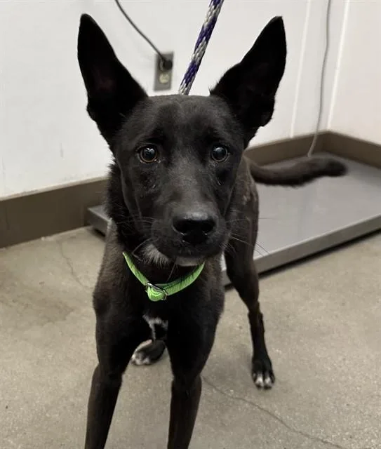 A young medium-sized male German Shepherd Dog dog named Squirt for adoption in Tucson, AZ