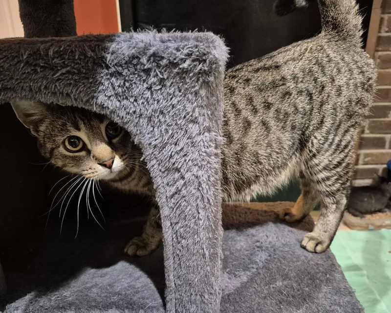 A young medium-sized female Domestic Short Hair cat named Gabby for adoption in Herndon, VA