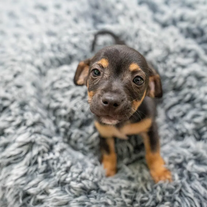 A baby medium-sized male Black Terrier dog named Jumping Spider for adoption in Gainesville, GA
