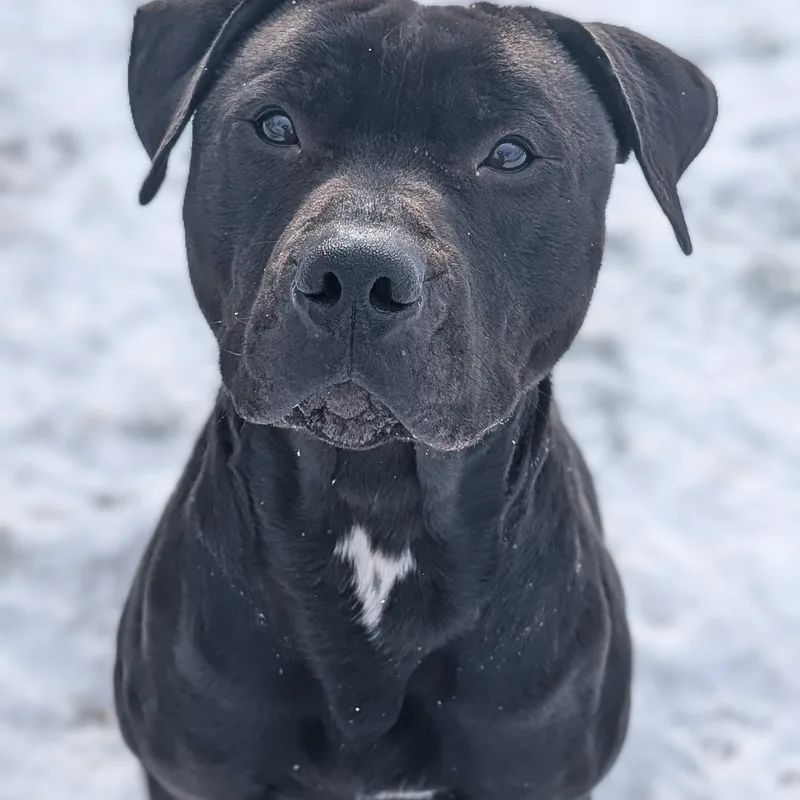 Coal