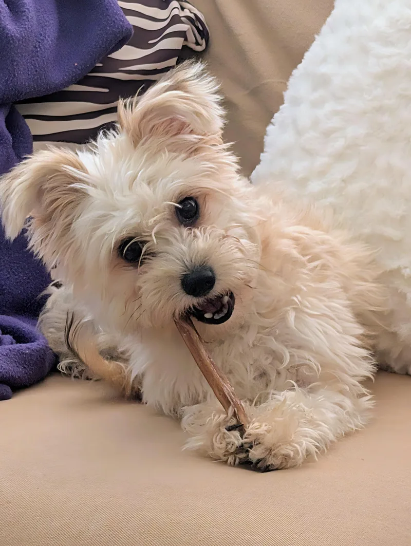 A young small-sized female White / Cream Yorkie Poo dog named Marvelous Miss Maisie for adoption in Carlsbad, CA