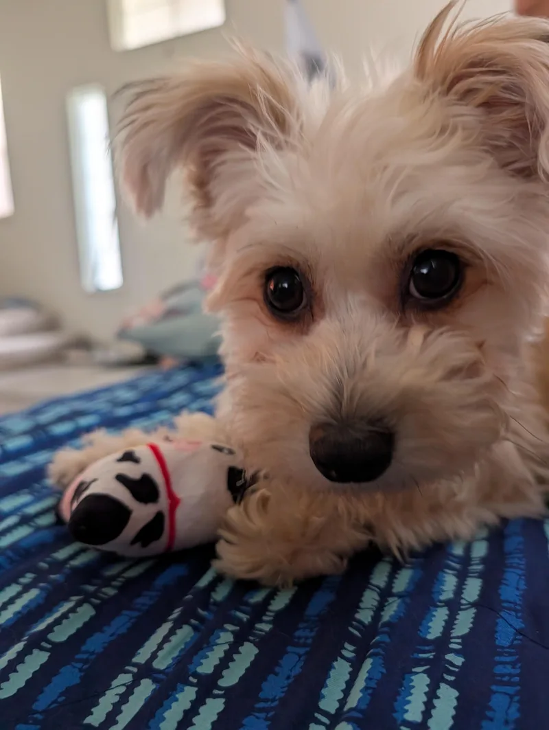 Marvelous Miss Maisie thumbnail 3