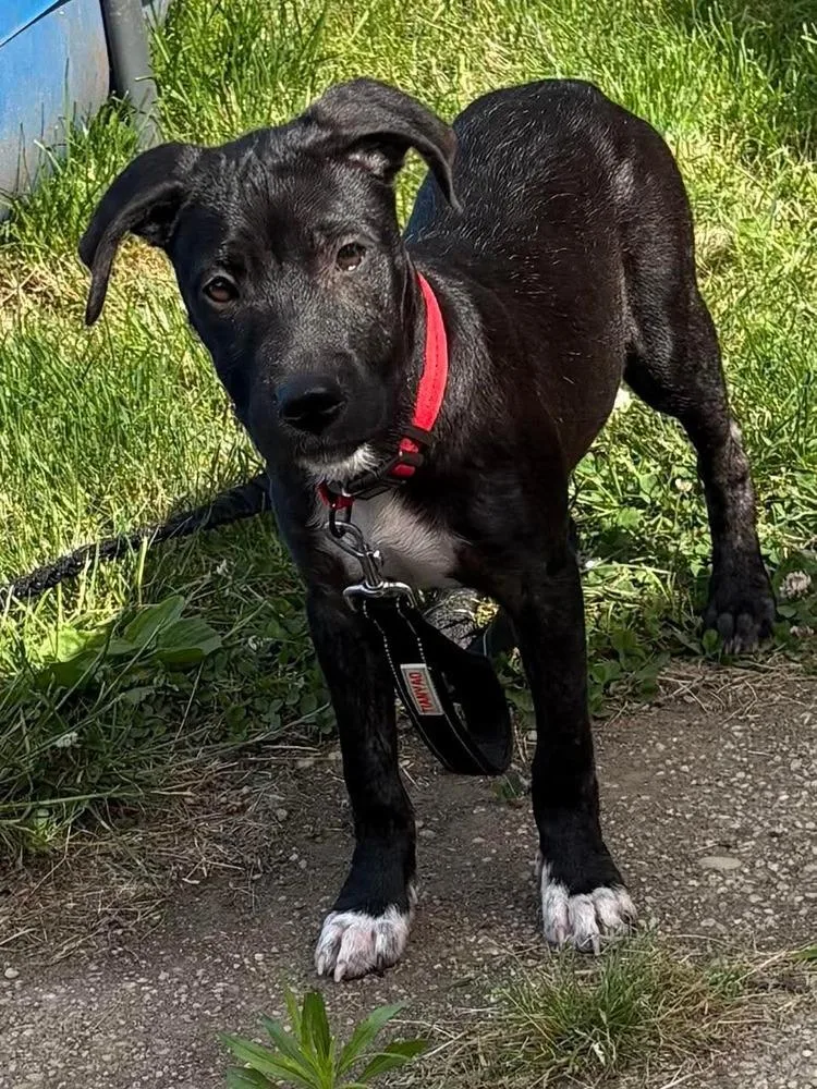 A baby medium-sized female Tricolor (Brown, Black, & White) Mixed Breed dog named Kiki for adoption in Valley Stream, NY