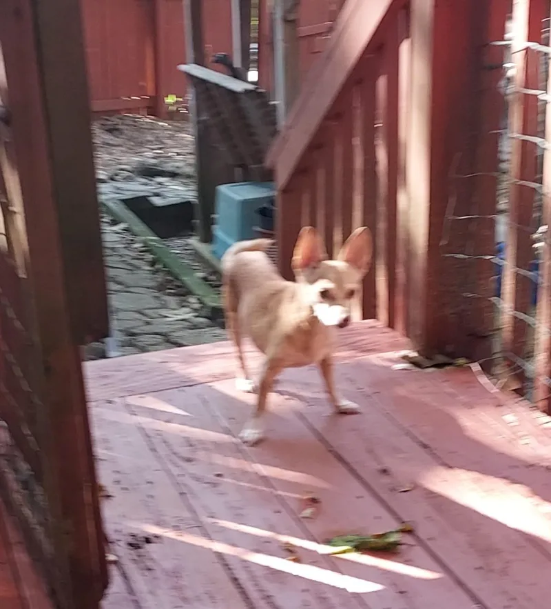 An adult small-sized female Chihuahua dog named Angel Baby for adoption in Acworth, GA