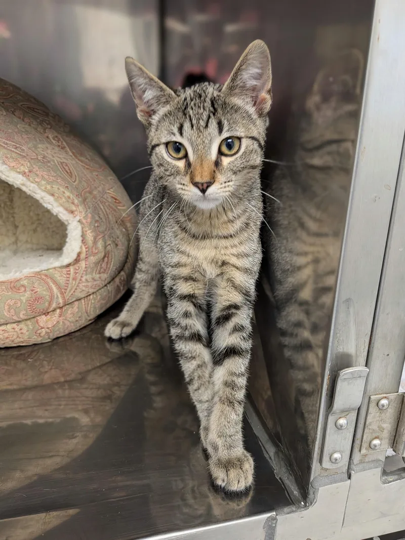 A baby medium-sized male Tabby (Gray / Blue / Silver) Domestic Short Hair cat named Jimmie for adoption in Mount Carmel, IL