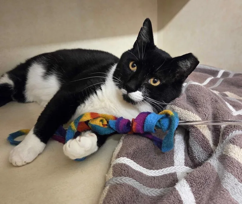 An adult medium-sized male Domestic Short Hair cat named Keifer for adoption in Elmsford, NY