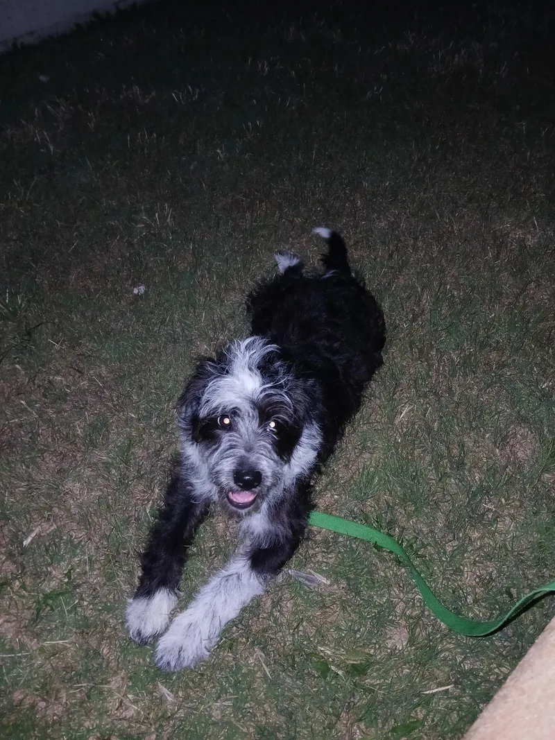 A baby medium-sized female Standard Schnauzer dog named Darcy for adoption in Plano, TX