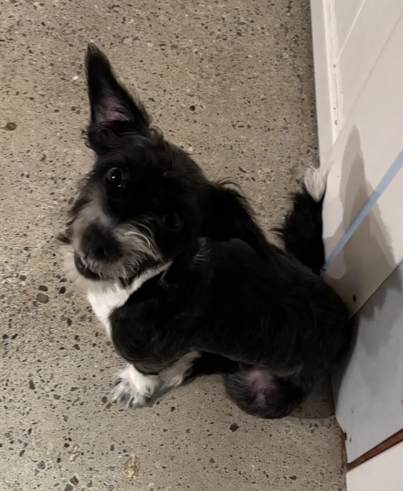 A baby small-sized male Black Miniature Schnauzer dog named Cash for adoption in Thousand Oaks, CA