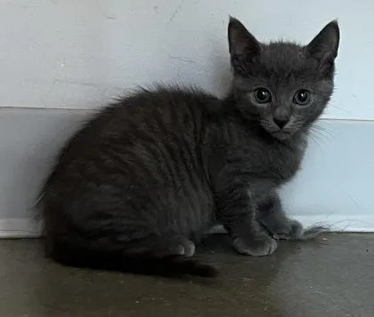 A baby small-sized male Domestic Short Hair cat named Mason for adoption in Janesville, WI