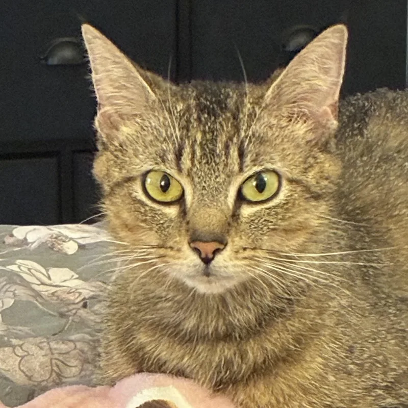 An adult medium-sized female Tabby (Brown / Chocolate) Domestic Short Hair cat named Figgy for adoption in Libertyville, IL