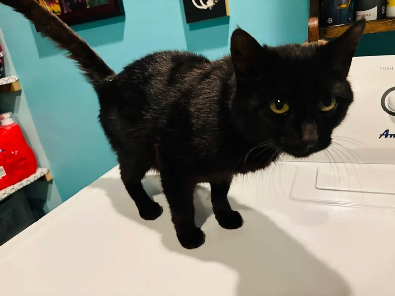 Bobbie