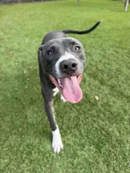 A young medium-sized male Labrador Retriever dog named Quebec for adoption in Daytona Beach, FL