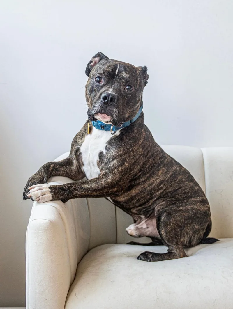 An adult medium-sized male Brindle Mixed Breed dog named Waldo for adoption in Vassalboro, ME
