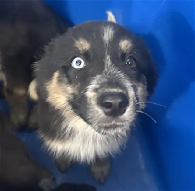A baby large-sized male Mixed Breed dog named Topaz for adoption in Dallas, TX
